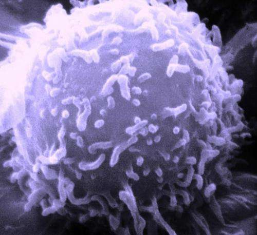 Study unmasks the genetic complexity of cancer cells within the same tumor