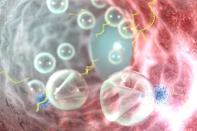 Ultrasound waves propel rapid delivery of RNA to treat colon inflammation