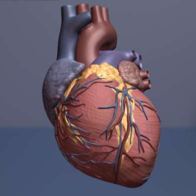 Endurance training may have a protective effect on the heart