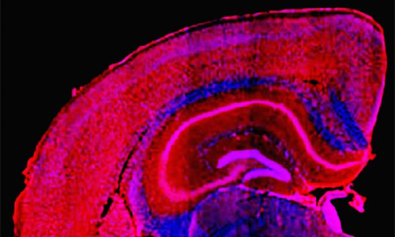 Designer compound may untangle damage leading to some dementias