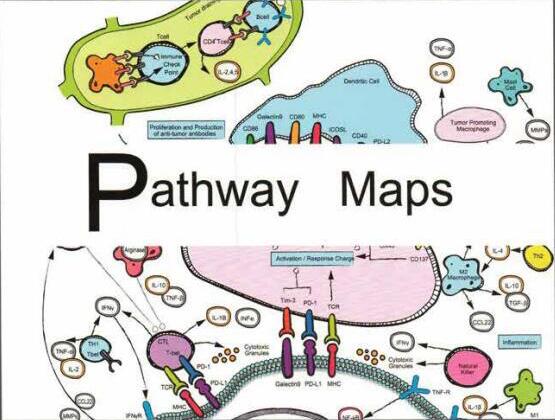 Pathway Maps