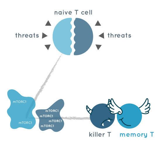 What makes the different fate of T daughter cells