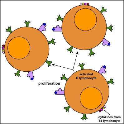 The neglected function of B lymphocytes, prevent and treat premature birth