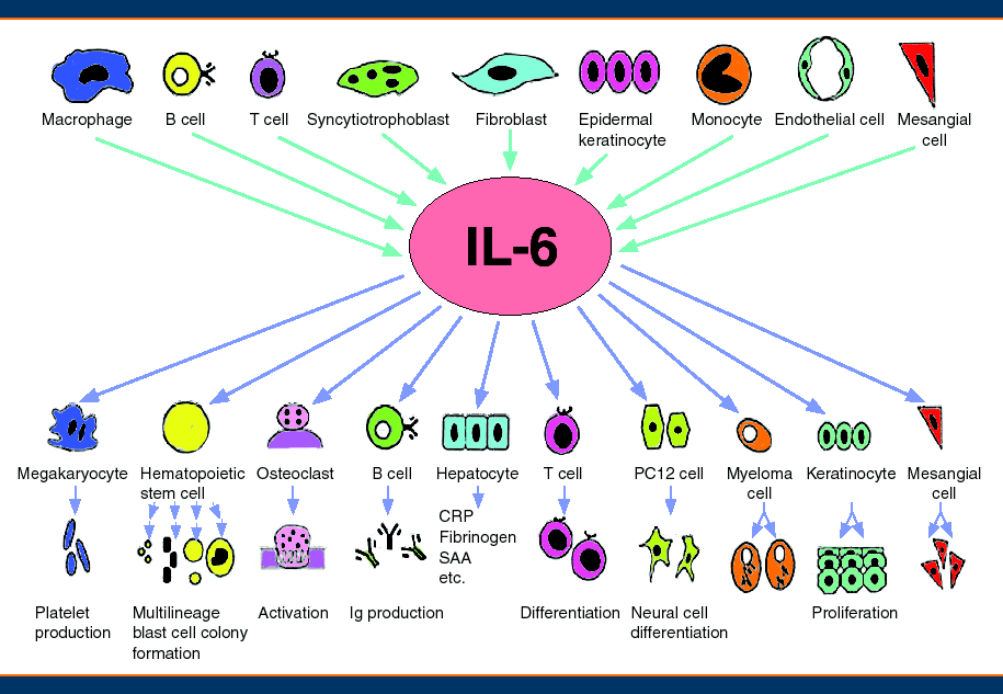 IL-6 application in the field of infectious disease