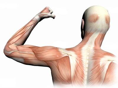 Stem Cells may be the key of maintaining your muscle function 