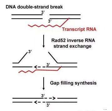 RAD52 Protein, key of DNA restore