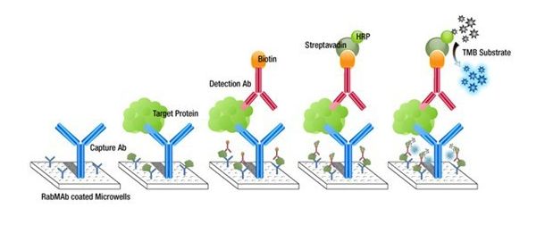How a Direct, Indirect and Sandwich ELISA Works