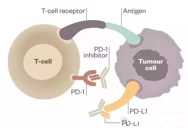 Comprehensive molecular characterization of clinical responses PD-1 inhibition in metastatic gastric cancer