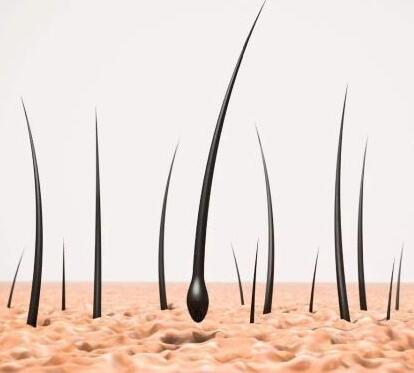 Potential Way for Hair Regeneration Was Found