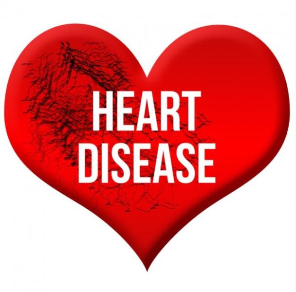 How can genetic defects lead to congenital heart defects? 
