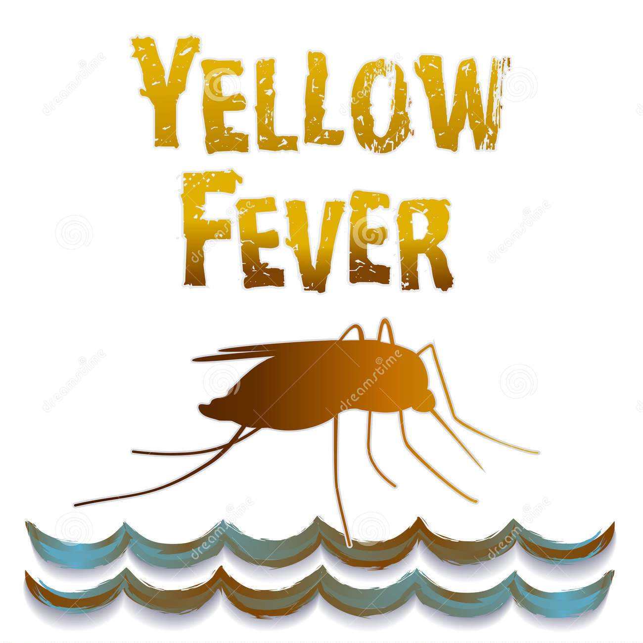 Tiger mosquitoes are capable of transmitting yellow fever