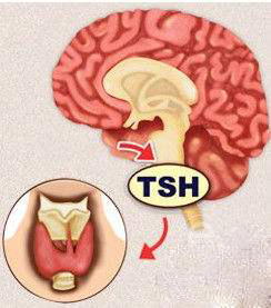 Science：Why can people see colors? The secret lies in thyroid hormones