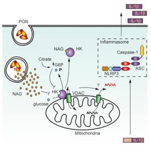 Immune receptor provides protective immunity against Group A Streptococcus