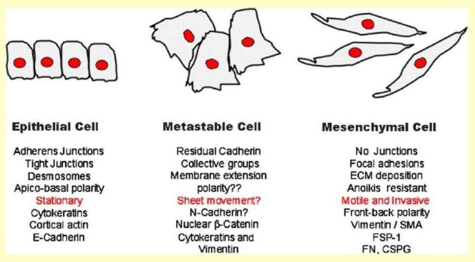 Metastasis: Regressing to self-renewal