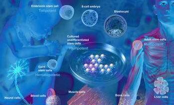 Mesenchymal Niche-Specific Expression of Cxcl12 Controls Quiescence of Treatment-Resistant Leukemia Stem Cells