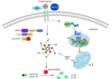 Scientists pinpoint potential new target for regulating inflammation