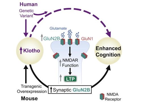 Studies have found that Klotho gene affects cell senescence
