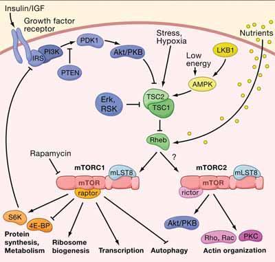 JAK2 mutant hematopoietic cells display metabolic alterations that can be targeted to treat myeloproliferative neoplasms