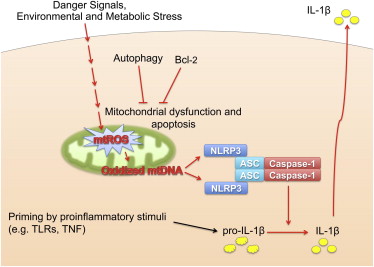 Researchers find common measures of immune status, inflammation can predict mortality