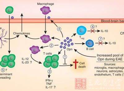 Researchers determine how a specific protein regulates tumor growth