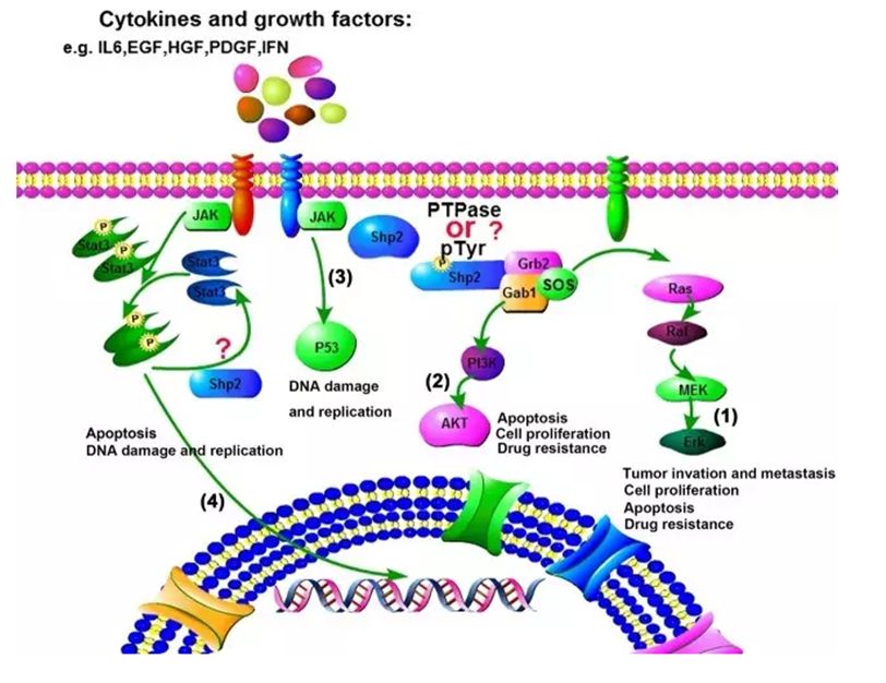 Catalytic dysregulation of SHP2 leading to Noonan syndromes affects platelet signaling and functions