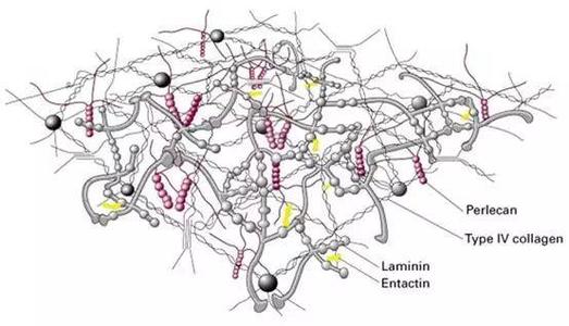 Human skin suppresses inflammation after exposure to ultraviolet radiation