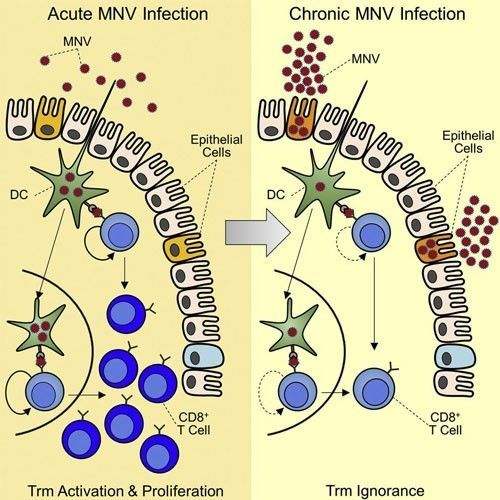 Virus uses decoy strategy to evade immune system, research reveals