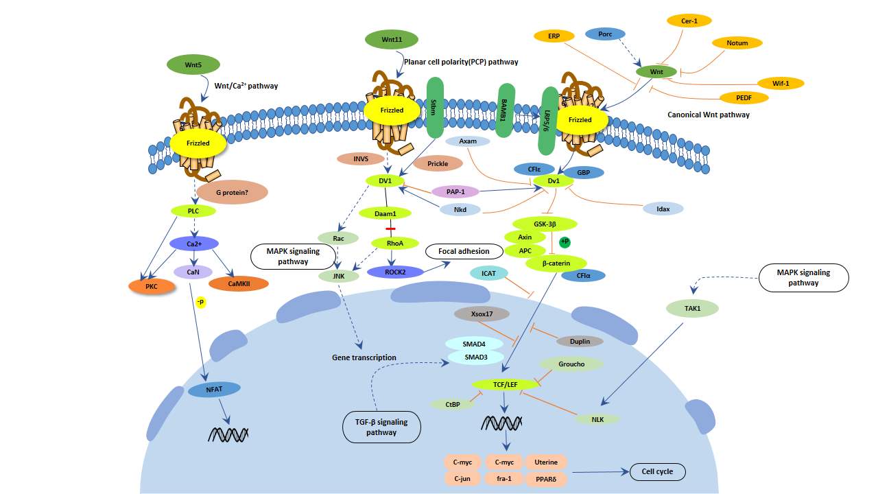 Scientists describe how protein acts as courier in cell signaling pathways