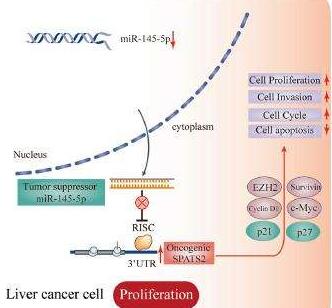 SPATS2, negatively regulated by miR-145-5p, promotes hepatocellular carcinoma progression through regulating cell cycle