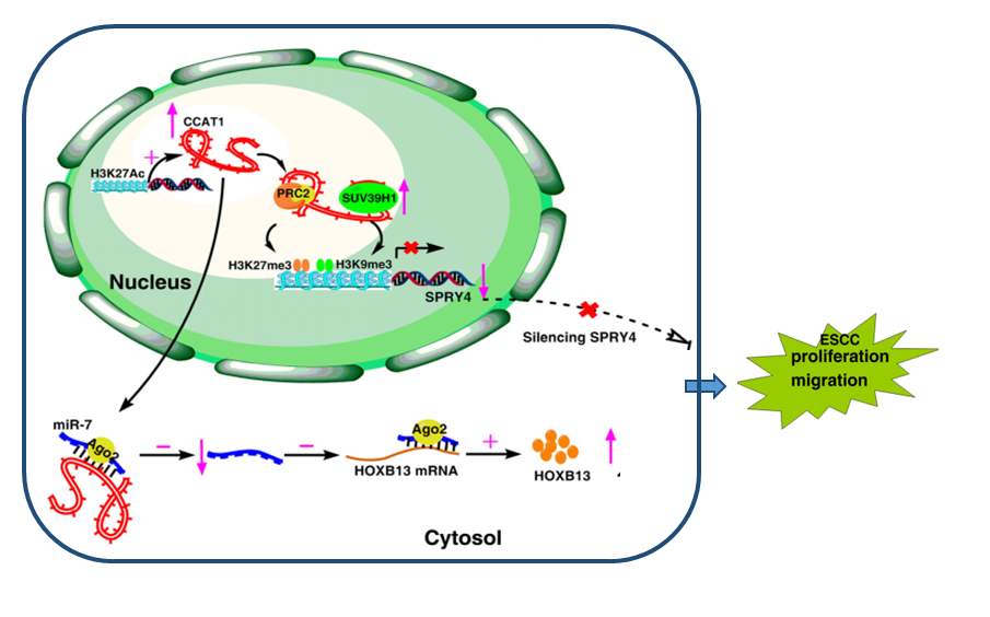 Germline AGO2 mutations impair RNA interference and human neurological development