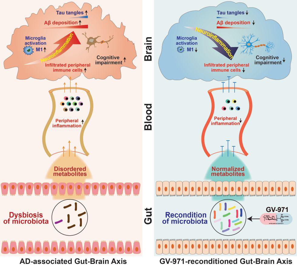Blood phosphorylated tau 181 as a biomarker for Alzheimer&acutes disease