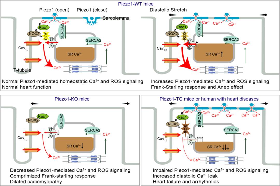 A role of PIEZO1 in iron metabolism in mice and humans