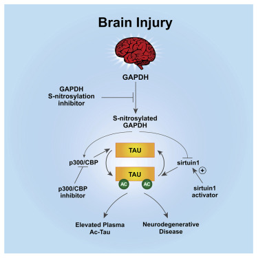 Tau protein acetylation connects traumatic brain injury and Alzheimer&acutes disease