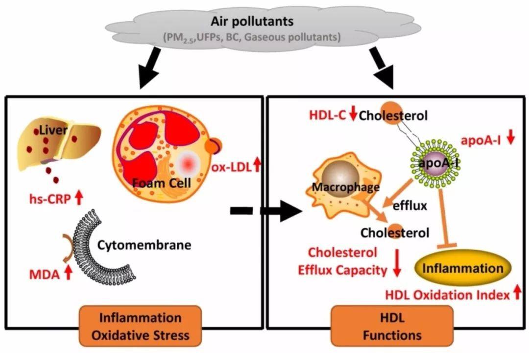 High-Density Lipoprotein Anti-Inflammatory Capacity and Incident Cardiovascular Events