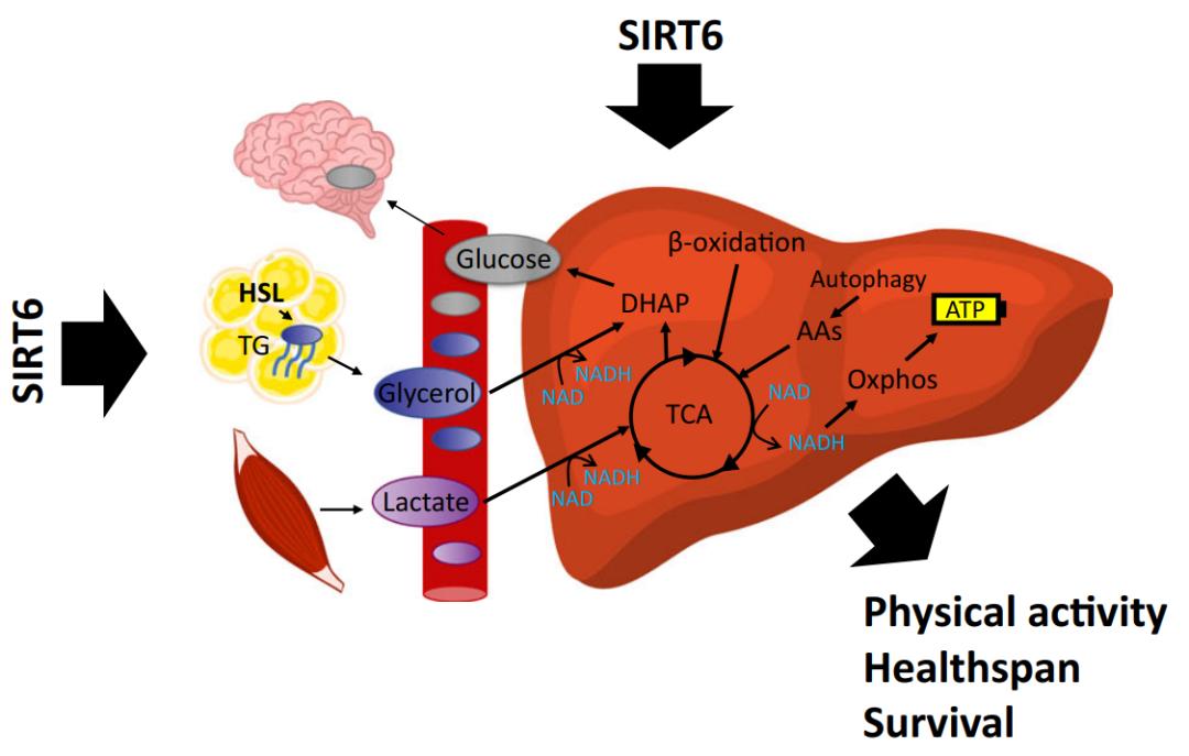 Restoration of energy homeostasis by SIRT6 extends healthy lifespan