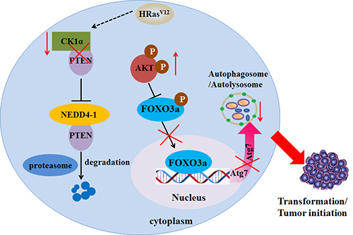 Developmental Consequences of Defective ATG7-Mediated Autophagy in Humans