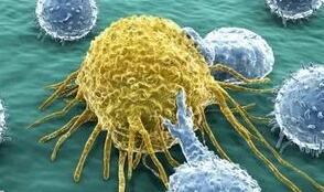 Immune cell &acutehubs′ discovered hiding in tumors