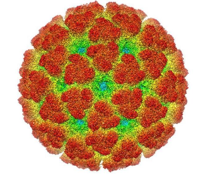 Infection by Chikungunya produces partial immunity against Mayaro virus