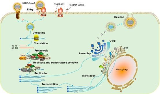 COVID-19 SARS-CoV-2 spike protein promotes latent infection through analgesia