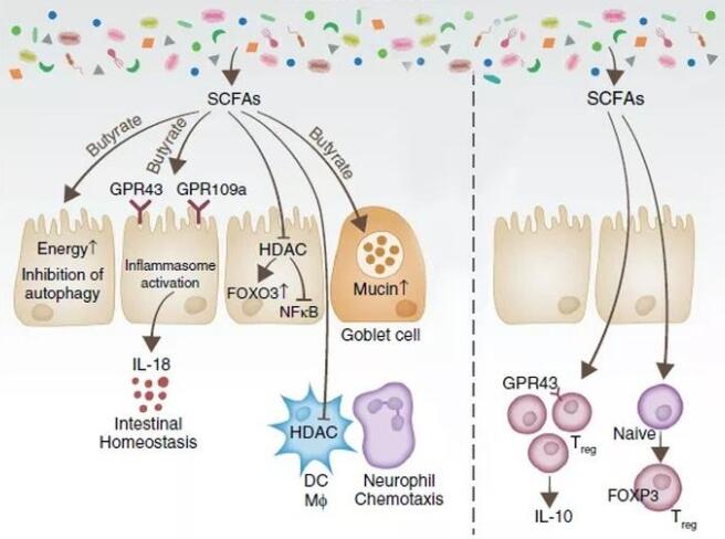 The anti-inflammatory effect of bacterial short chain fatty acids is partially mediated by endocannabinoids