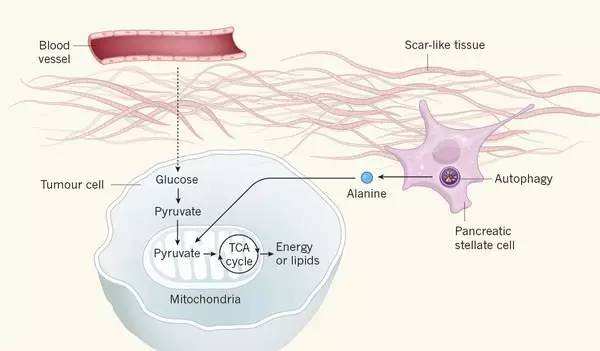 VCN-01 disrupts pancreatic cancer stroma and exerts antitumor effects