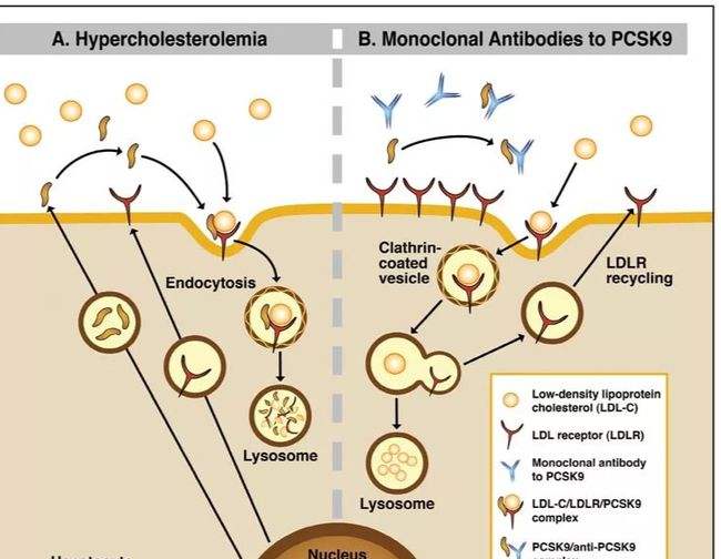 New lipid-lowering drugs-targeting PCSK9