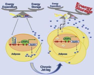 Myocardial Rev-erb-Mediated Diurnal Metabolic Rhythm and Obesity Paradox