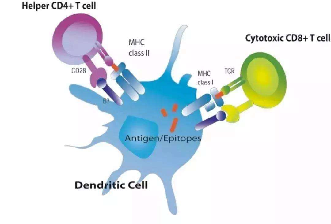 Researchers uncover new subsets of CD4+ &acutehelper′ T cells