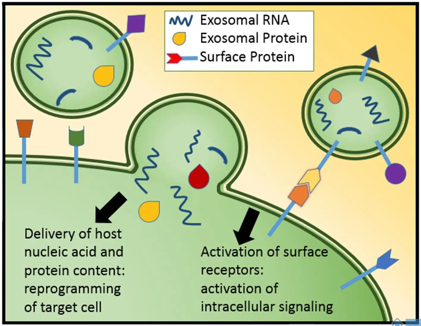 Induction of Interferon-γ and Tissue Inflammation by Overexpression of Eosinophil Cationic Protein in T Cells and Exosomes