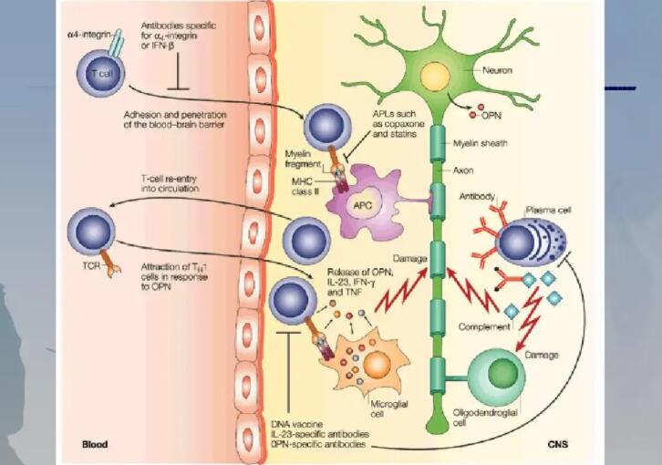 Endothelial Unc5B controls blood-brain barrier integrity