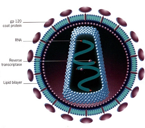 The antibodies of &acutepost-treatment HIV controllers′