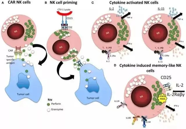 When killers become thieves: Trogocytosed PD-1 inhibits NK cells in cancer