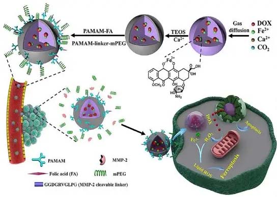 Poroptosis: A form of cell death depending on plasma membrane nanopores formation