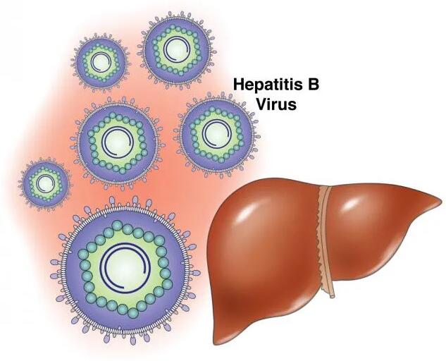 Summary of hepatitis B virus (HBV) markers
